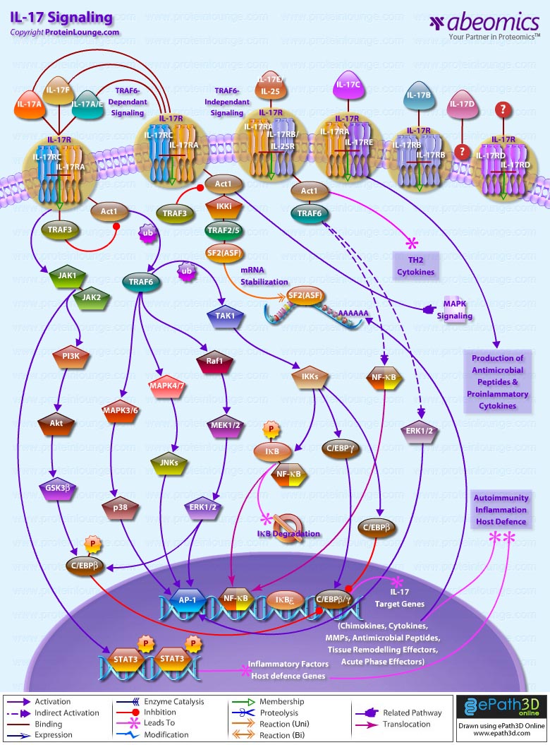 Il 17 Signaling Pathway